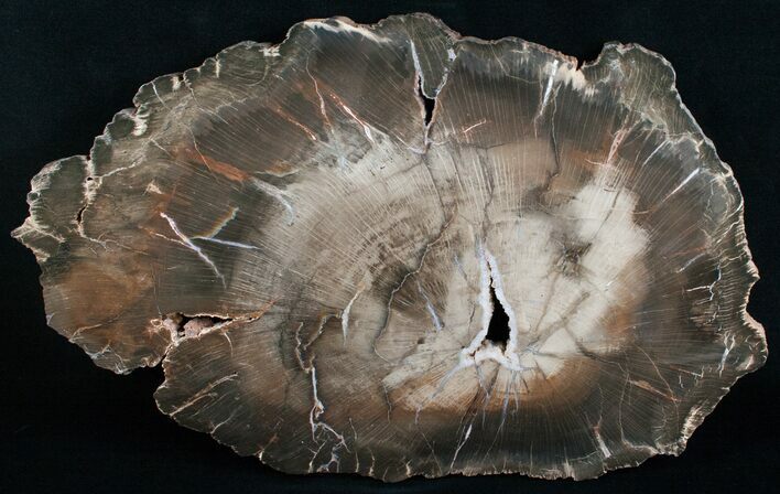 Inch Arizona Schilderia Petrified Wood Slab - World Class #3251